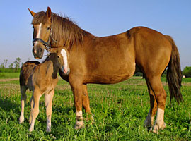 cheval